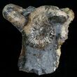 Two Hoploscaphities plenus Ammonites #6122-1